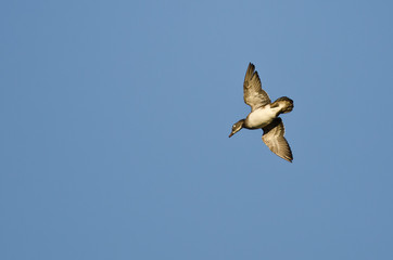 Lone Wood Duck Flying in a Blue Sky