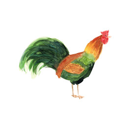 Watercolor hand drawn illustration sketch of rooster art