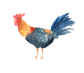 Watercolor hand drawn illustration sketch of rooster art