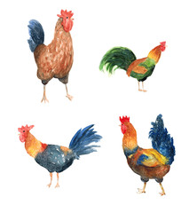 Watercolor hand drawn illustration sketch set of rooster art