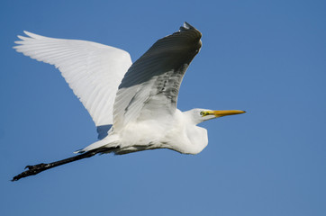Profile of Great Egret Flying in a Blue Sky