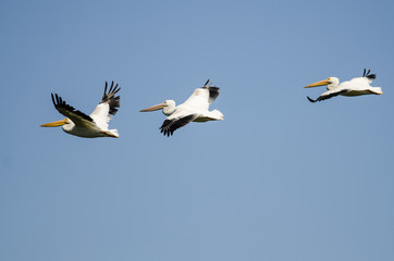 Three American White Pelicans Flying in a Blue Sky