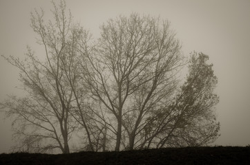 fog in the city