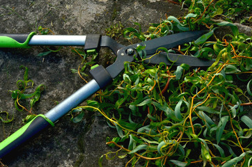 Garden shears -  branches pruning