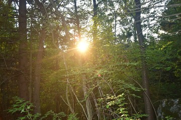 Sonnenuntergang im Wald