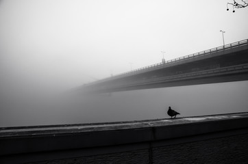 fog in the streets of Bratislava city