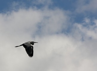 Ardea. Летящая цапля.