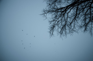 fog in the city