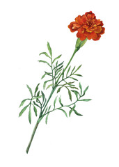 Tagetes patula, the French marigold. Garden flowering plant. Watercolor hand painting illustration on isolate white background.