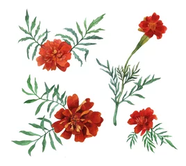 Fotobehang Tagetes patula, the French marigold. Garden flowering plant. Watercolor hand painting illustration on isolate white background. © arxichtu4ki