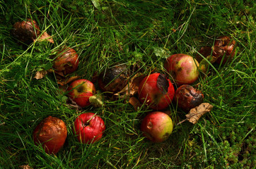 Rotten apples in the grass