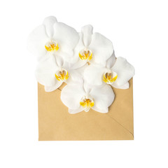 flowers in the envelope, isolated on white