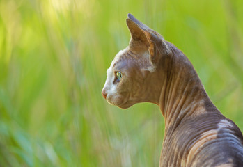Sphynx cat, Portrait outdoors.
