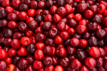 Sweet cherry.  cherry background