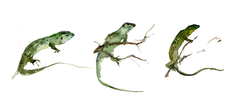 Set of green lizards on the white background. Watercolor painting.