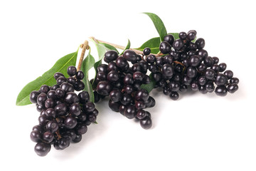 branch of Wild privet or Ligustrum vulgare isolated on white background