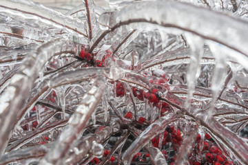 Branches of the bush and red berries in ice