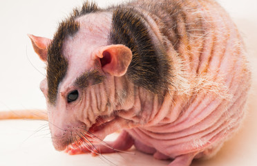 Bald sphinx rat.Hairless animal Sitting on a white background
