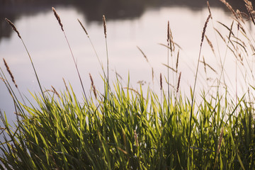grass sedge on the background of the autumn Lake with copyspace