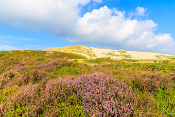 Fototapeta na wymiar Heather flowers on meadow with sand dune in background, Sylt island, Germany
