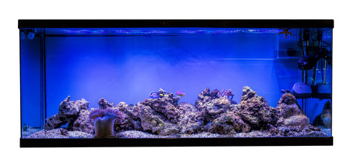 Large panoramic aquarium with tropical reef fish Azure Damselfish (Chrysiptera hemicyanea) and blue...