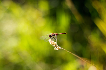 dragon fly