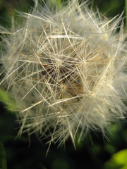 dandelion