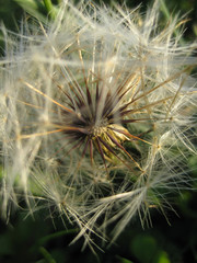 Fototapeta premium dandelion