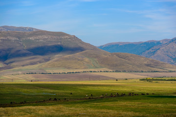 Obraz premium Amazing scene with mountain slope and grazing cows, Armenia