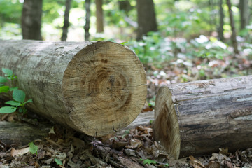 Log