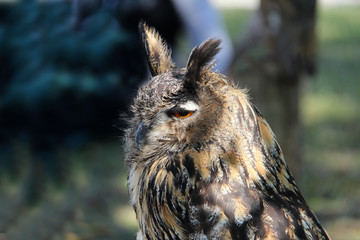Bird of prey / owl