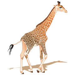 Naklejka premium African Giraffe