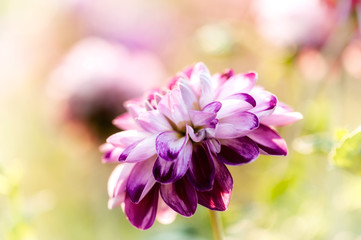Dahlia close up