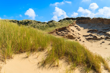 Grass on sand dunes on sunny summer day, Sylt island, Germany