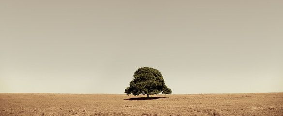 lone tree
