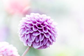 Purple dahlia close-up