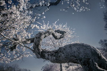 Twised Tree Bloom