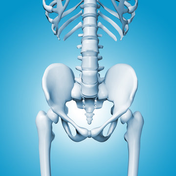 Medical accurate illustration of the hip