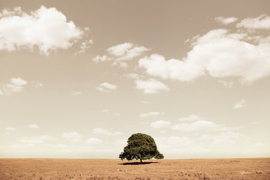 lone tree