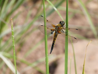 Libelle