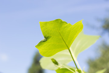 leaf