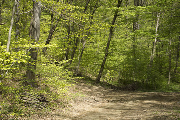 Footpath in beautiful fresh green spring forest in Hungary