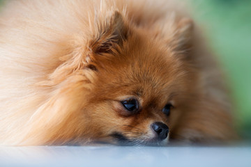 sad cute Pomeranian lies on a white surface