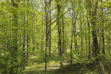 Fototapeta premium Beautiful fresh green spring forest in Hungary
