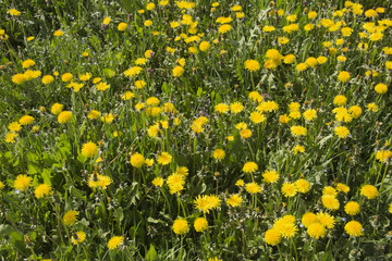 Field of yellow dandelion flowers