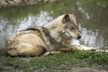 Obraz premium Wolf in National Park Hortobagy, Hungary
