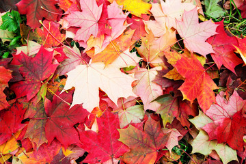 Maple falling leaves on the earth