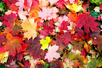Naklejka na ściany i meble Maple falling leaves on the earth