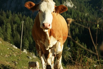 almabtrieb k&uuml;he IV