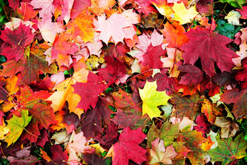 Maple falling leaves on the earth